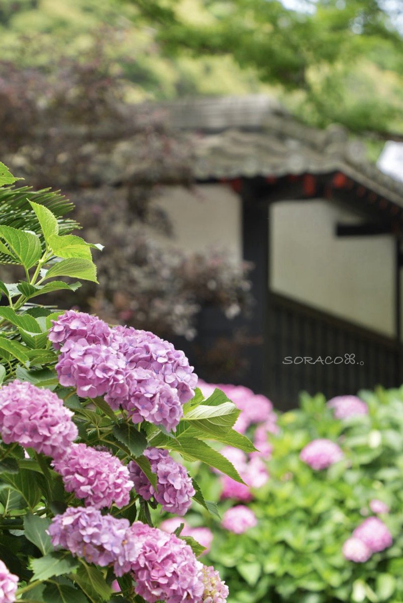 soracosorairo's tweet photo. おはようございます🌞🌱

今日も、やさしい六月の色·͜· ꕤ︎︎

#法多山尊永寺 
#α7CII https://t.co/Hw2IqEVOTL