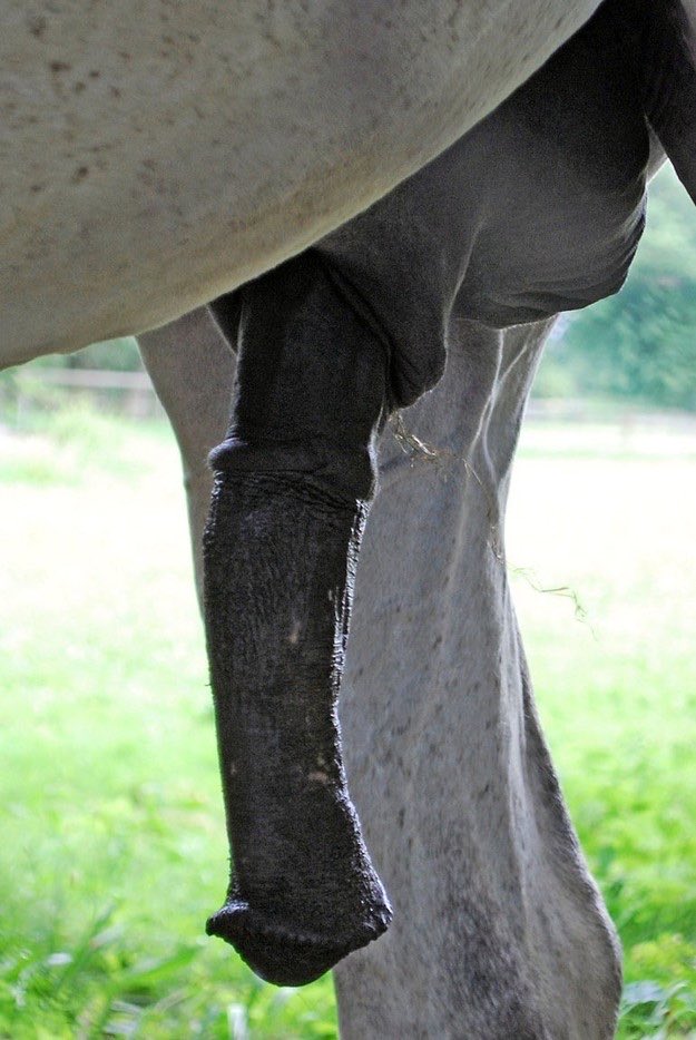 Stalion148's tweet photo. If wishes where horses 🤤

I’ll always make him happy whenever I’m around. https://t.co/RtoPdNeuIg