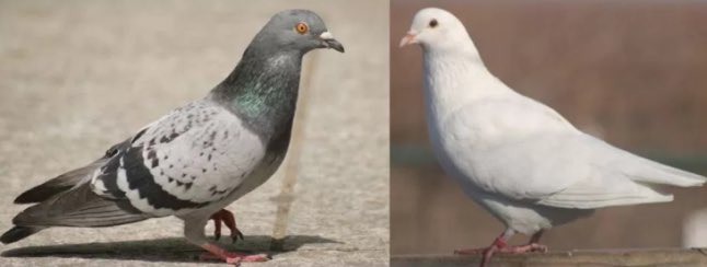 Guardianwar's tweet photo. Doves are just glorified pigeons. Change my mind…. https://t.co/PqUFxgTYaU