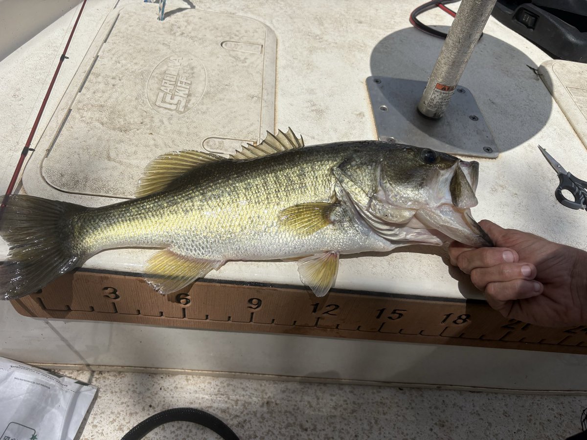PastyCarolfire's tweet photo. @AmerPhilo2025 Was fishing a county lake last weekend with same thing and just caught this in front of them and went on https://t.co/wbX7g6FeSa