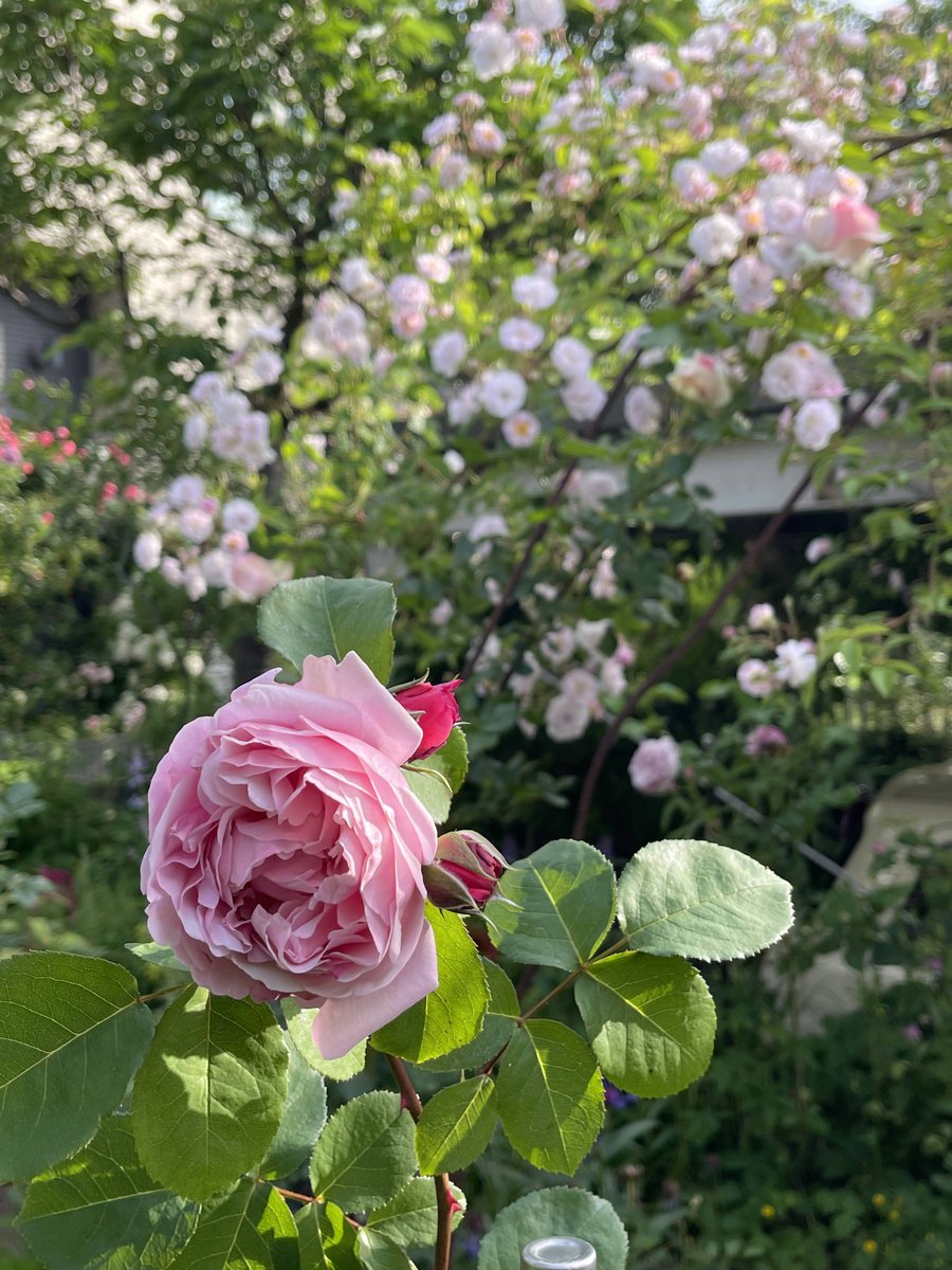 Dainty726's tweet photo. #ニンフェンブルグ

#マダムアリスガルニエ

#シャンテロゼミサト

#ピエールドロンサール
#ポールズヒマラヤンムスク

今日でピークでしょうか？
待ちに待ったピーク、時間が止まれとオロオロしています😅 https://t.co/CNyBIJGm0D