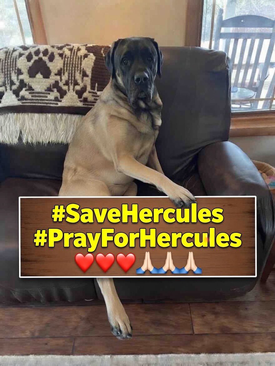alissamacchia3's tweet photo. @AKCHercules @MissThangBijou #SaveHercules #PrayForHercules
Just keep moving, brother… https://t.co/QANqZuWf6F