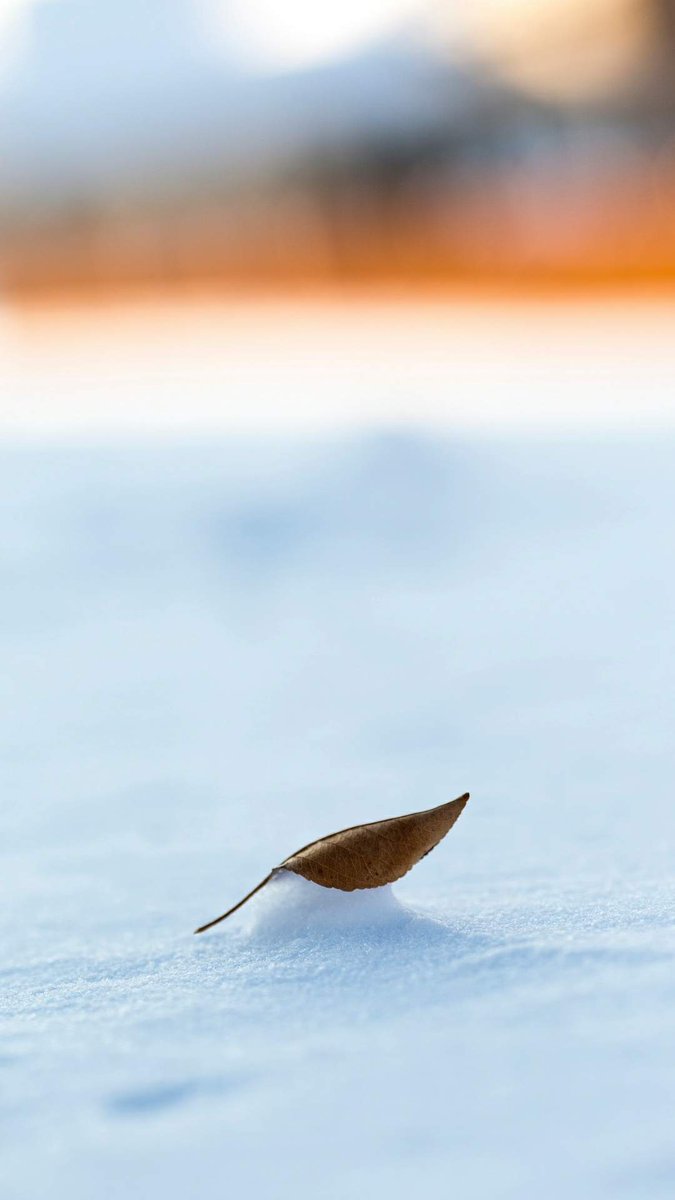 ArosCe's tweet photo. 🌿 💋 🤝 Fresh strategy note 4743: clear judgment turns pressure into information; choose the flexible option, because patience needs action https://t.co/m9iqh7gBmd
