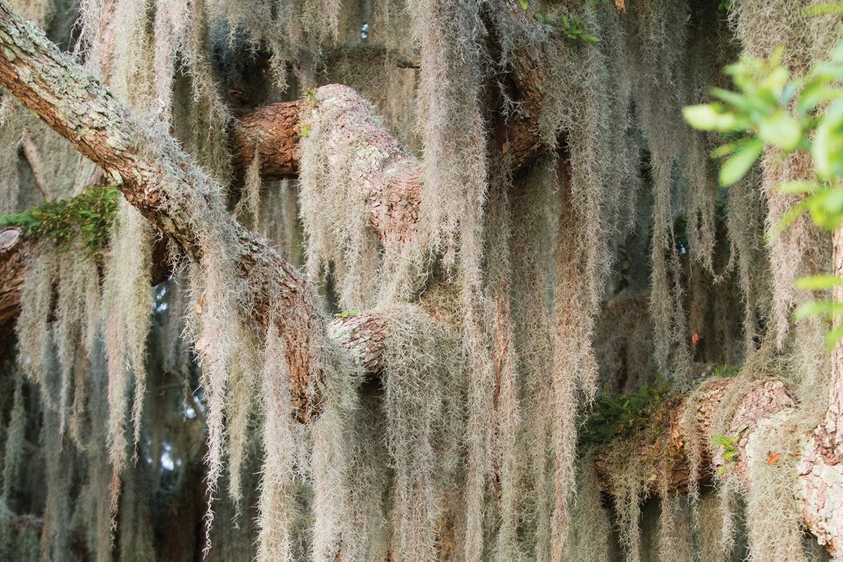 giveashitnature's tweet photo. Spanish moss isn't Spanish, nor is it moss. It's a bromeliad, Tillandsia usneoides, a flowering plant that feeds itself entirely through tiny scales on its leaves, pulling moisture and nutrients directly from the air and rain. 

It has no roots at all. It uses trees for support the way you'd use a fence post, taking nothing from them, doing no damage. The belief that it kills trees is backwards: Spanish moss tends to thrive on trees that are already weakening, because the thinning canopy lets in more light. The moss didn't cause the problem. It just moved into a sunnier spot.

The name came from a Franco-Spanish argument in the 1600s. French explorers, unimpressed by the conquistadors, named it "Spanish beard." The Spanish fired back by calling it "French hair." Neither side won. The English just went with "Spanish moss" and called it a day.

What it actually does in the ecosystem: northern parula warblers nest almost exclusively inside clumps of it in the Southeast. Bats roost in it. It shelters spiders, insects, and small tree frogs. It's gray, ghostly, and drapes across live oaks like something out of a gothic novel.

It's also a native plant doing exactly what it evolved to do, hanging there making its own food from thin air, bothering no one, and being deeply misunderstood for four centuries.