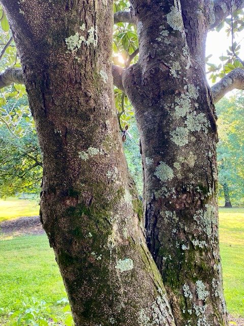 LiciousCoffee's tweet photo. #Sunday #funday #Relaxation days where We share photos of dual trunk🌳🌳0r 2 harmoniously intertwined.
💞 It’s🌳Art
These 2 in the Botanical Park
#Nature #NaturePhotography #Photography #PhotographyIsArt #trees #Park #Sun #Sunshine https://t.co/8si0f8jVXs