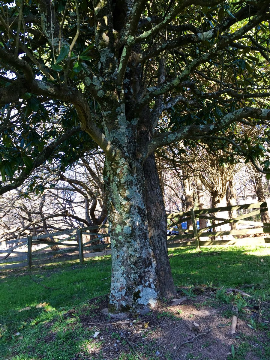 LiciousCoffee's tweet photo. #Sunday #funday #Relaxation days where We share photos of dual trunk🌳🌳0r 2 harmoniously intertwined.
💞 It’s🌳Art
These 2 in the Botanical Park
#Nature #NaturePhotography #Photography #PhotographyIsArt #trees #Park #Sun #Sunshine https://t.co/8si0f8jVXs