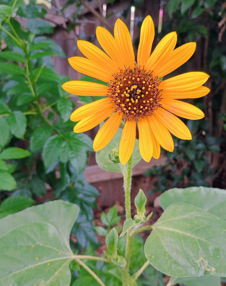 istvan_bruce's tweet photo. Singular Sunflower Sunday https://t.co/py1T7VKhHS