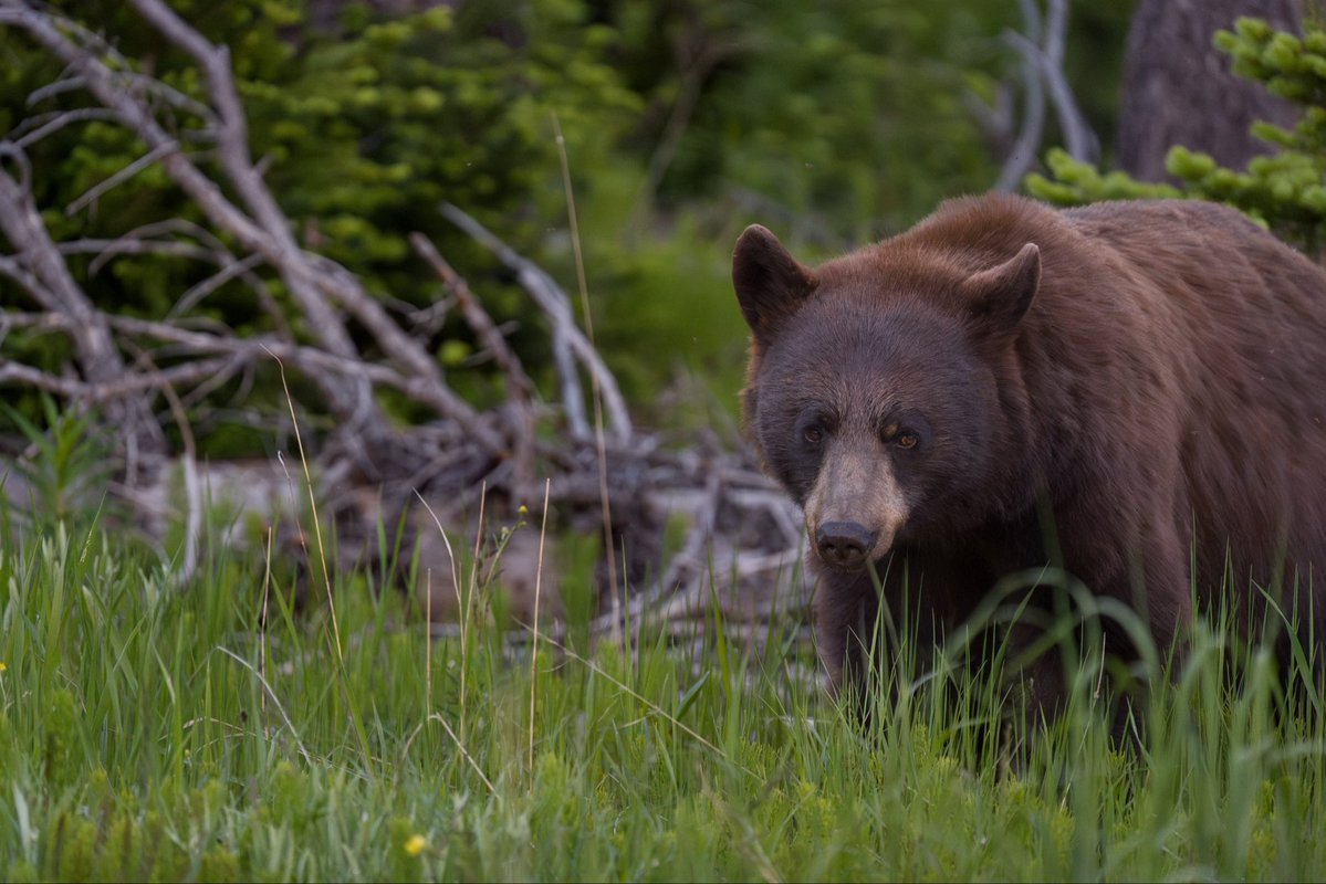 treetanner's tweet photo. Spent 40mins alone with this young Bear the other day in Waterton watching him eat dandelions and lifting rocks looking for grubs 🙏🏼 @dartanner https://t.co/d5kVqP9uNp
