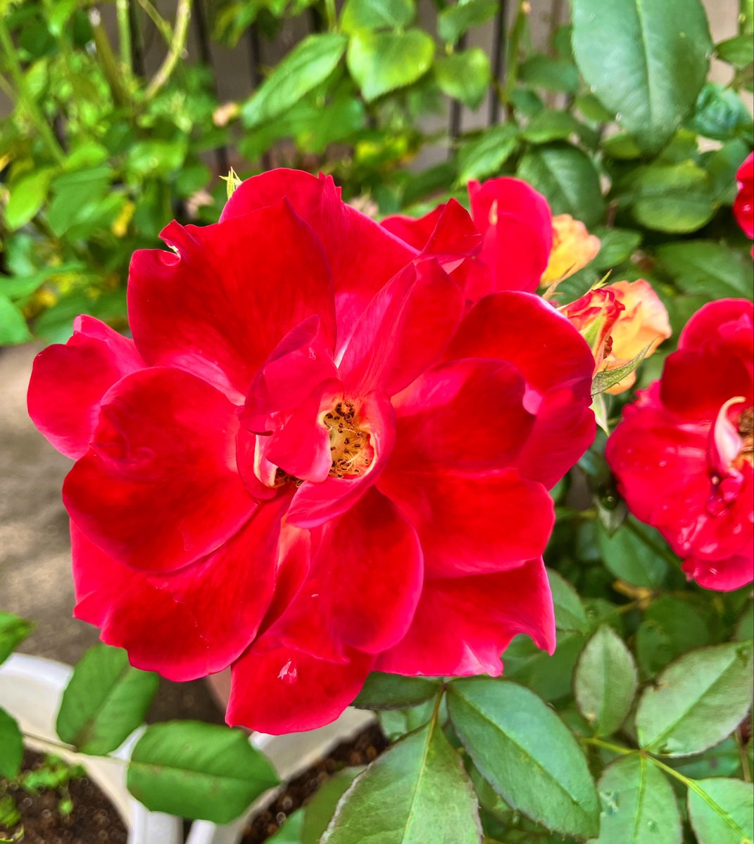 TERA8galaxy's tweet photo. おはようございます
赤い薔薇　素朴な形が魅力的な薔薇が
にっこりと挨拶してくれました
朝から日差しを感じます　よく晴れて暑くなるのかな　湿度が高いので水分補給も
気をつけてお過ごしください

#キリトリセカイᅠ 
#tlを花で一杯にしよう https://t.co/U4st6a2IbL