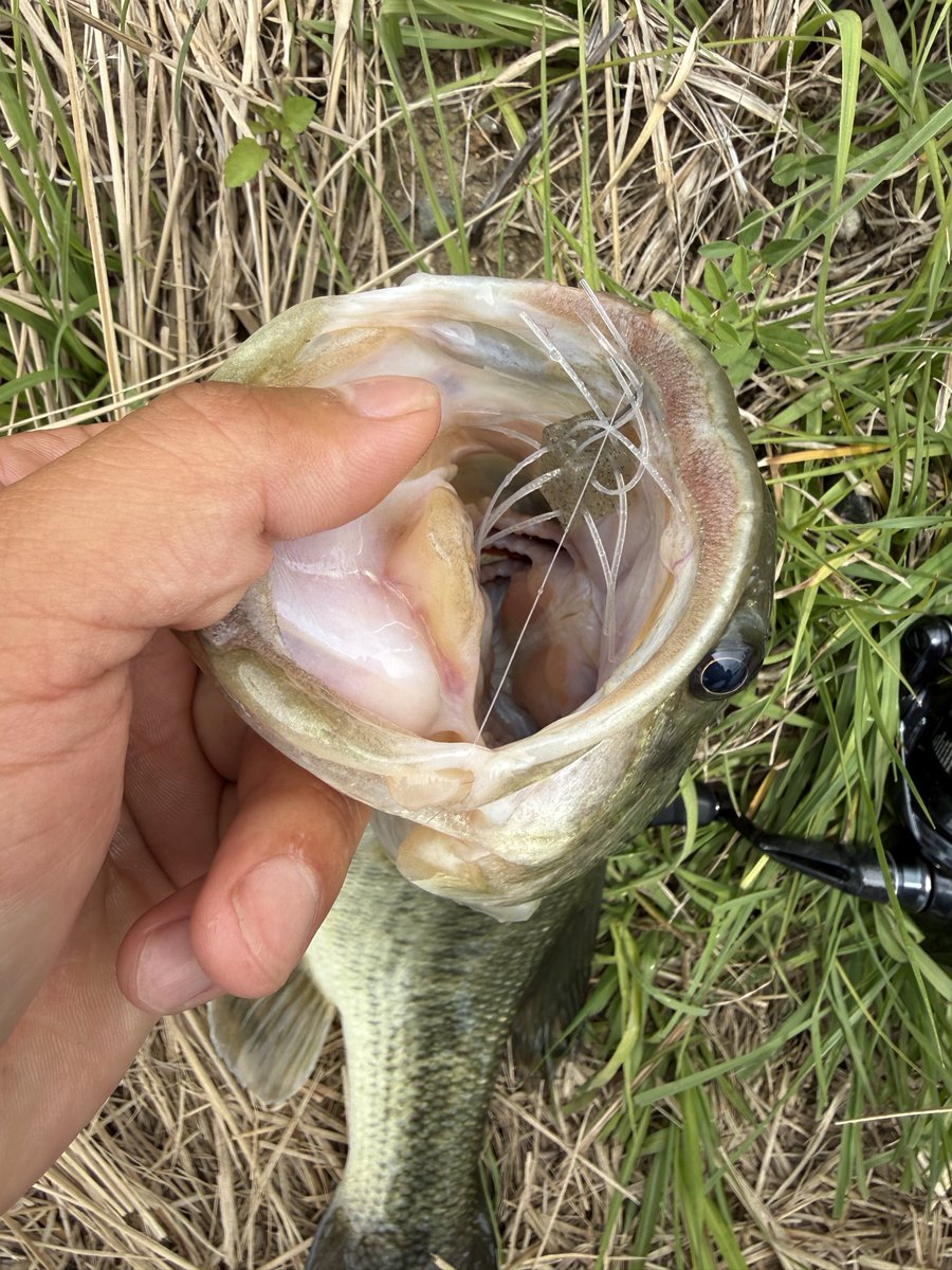 kokori45ko's tweet photo. TEX STAUT TSS64-Lが大活躍🤩✨
軽量ルアーのダウンショットに抜群です👍
濁りがあったのでブレイク周辺を丁寧に通しているとコンッ❗️と軽いバイト!
体高あるマッディーエリアの良いバス
めちゃくちゃ引きましたꉂ🤣𐤔
ラージマウスバスという感じで口もデカい‼️
#TEX
#STAUT https://t.co/q9yMkoDjJi
