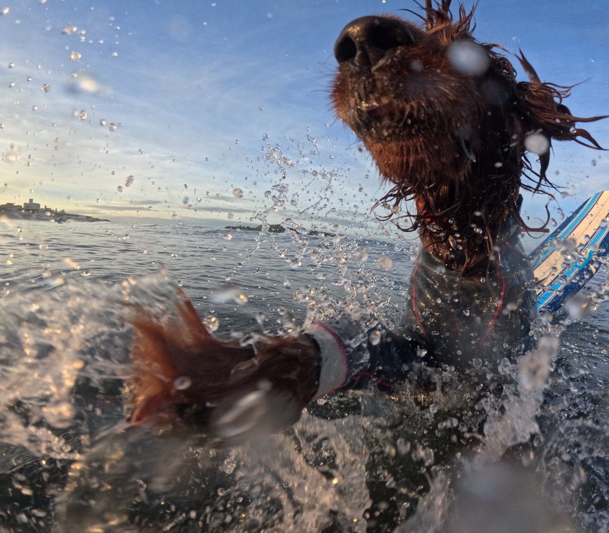 Surfing_Dog's tweet photo. 2026.6.22
ハッピー海遊び♪
#goprodog #hero13black
#goprojp
#goproのある生活
#wavestorm #stormblade
#bambina #アイリッシュセター #irishsetter
#サーフドッグ #サーフィン犬
#サーファー犬 #ドッグサーフィン
#波乗り犬 https://t.co/9gg3AdbfPc