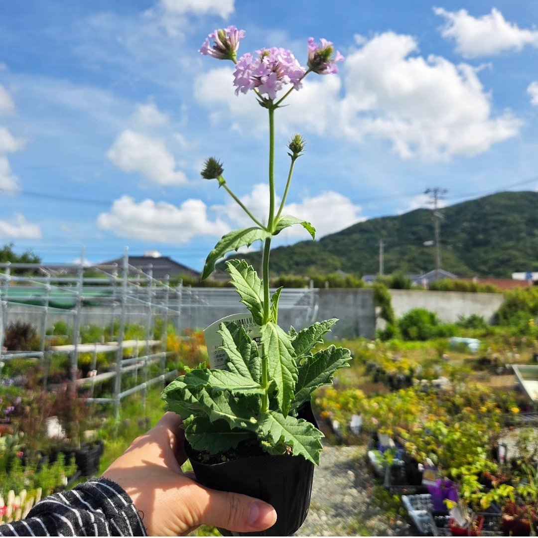 engeinet's tweet photo. バーベナ・ハスターターピンクスパイヤー✨やさしいピンク色の小花が穂状に咲く 可憐な宿根草🌿風に揺れる花姿が美しく、 ナチュラルガーデンによく似合います♪暑さや寒さにも強く、 丈夫で育てやすいのも魅力✨H
https://t.co/GGtI38Kiae https://t.co/lPF8tnifsh