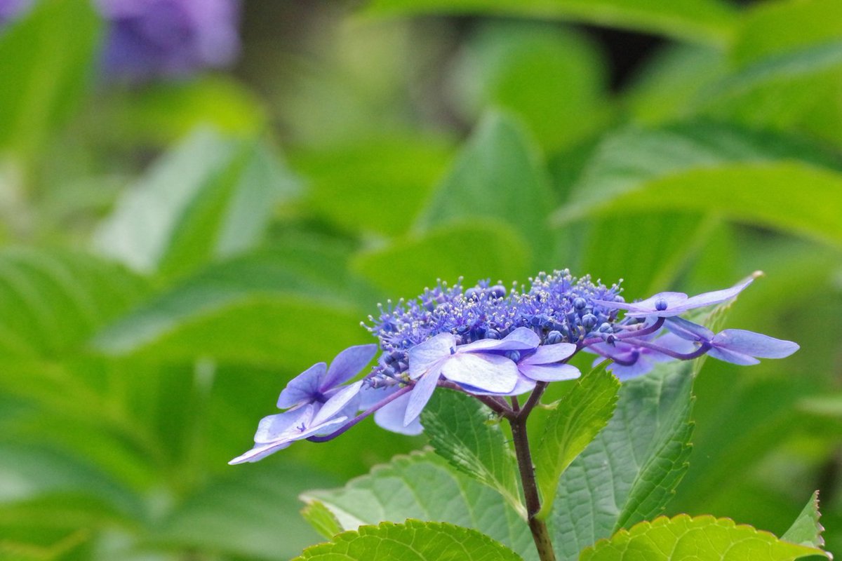 shima_usako's tweet photo. おはようございます！
昨日、時間を見つけて紫陽花を撮りに行ってきました
夜は折り紙！
濃い話もできました😊

新しい一週間の始まり！
梅雨時期だけど心にお日さまを忘れずにがんばりましょ
皆さま今日も素敵な笑顔いっぱいの一日になりますように https://t.co/08kF7S9gs4
