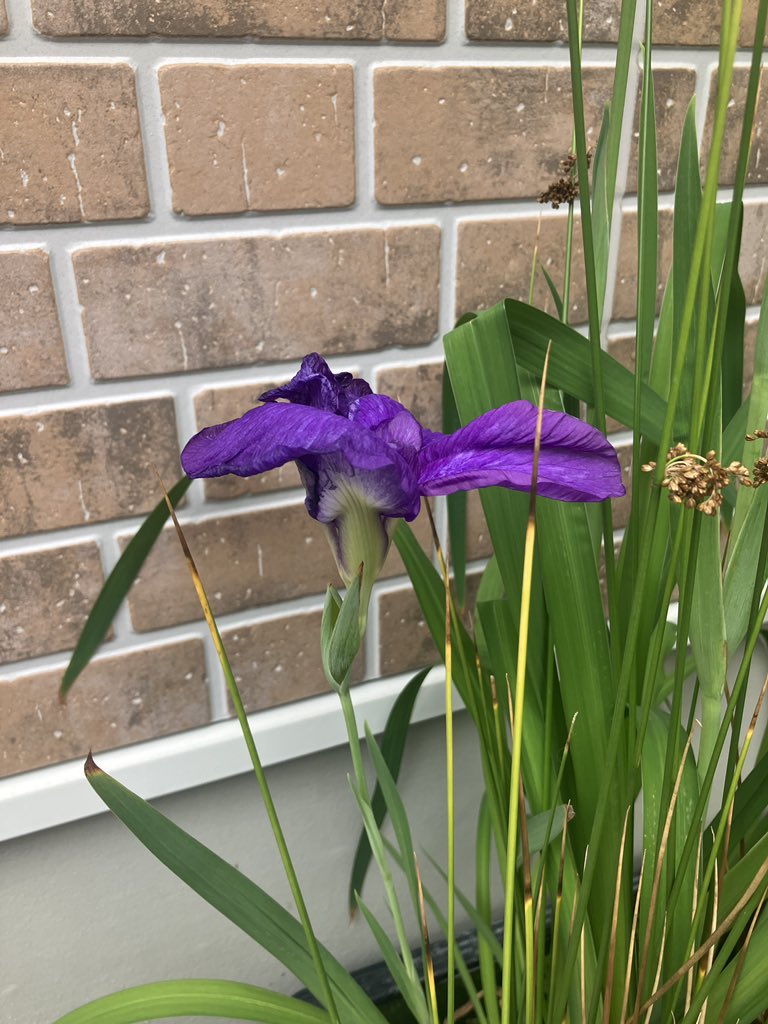 suppontaroman's tweet photo. おはようございます🥹
しょうぶの花が咲きました🥹🪻
中に可愛いお客さんがいたよ🥹🐸🪻 https://t.co/AaplQrDvmH
