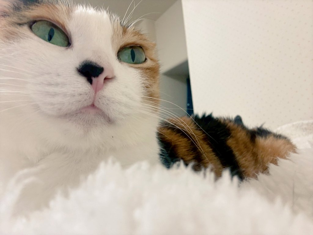 kinakomaronharu's tweet photo. おはようございます🐱
夜中に人を起こすだけ起こし
どうされましたか？って顔よ😅

今週もよろしく
　　　お願いします*_ _)ﾍﾟｺﾘ♡ https://t.co/c7TkoooXmq