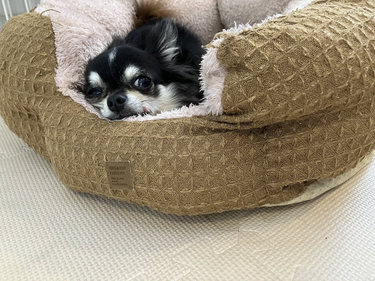 ちびっ子チロルくん（チワワ） tweet media