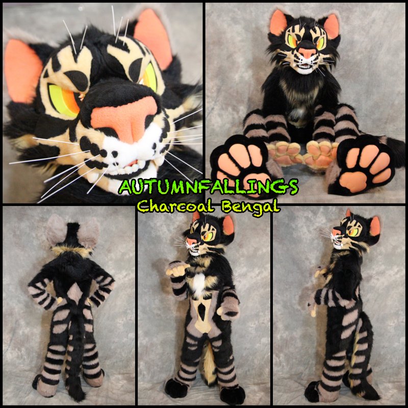 tyhplosion's tweet photo. that mcb charcoal bengal from when they were still autumnfallings 💔💔 https://t.co/0Ly7ICHYEZ