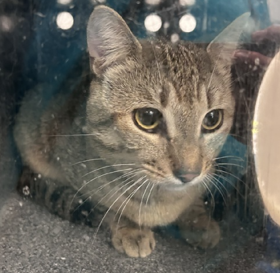 JLthekid9999's tweet photo. 🆘🆘 FLAMENCO (ID 253384), 1 YO, MALE –  IN MANHATTAN ACC - came into the shelter as an owner surrender on 4/29/2026, with the surrender reason stated as person circumstance- hoarding situation.    🆘🆘 😿 😿 😿 😿

➡️TBD 6/23/26

➡️ ONLY A BAY – JUST BEGINNING LIFE

➡️ TOO LOW ON PLEDGES TO STIMULATE RESCUE INTEREST

➡️ 🆘🆘  2ND Chance on Emergency Placement List – VERY URGENT – 🆘🆘 😱🔥🔥😱

➡️ 54 DAYS IN SHELTER – TOO LONG – TIME IS RUNNING OUT

➡️ FLAMENCO IS ON THE EPL FOR BEHAVIORAL REASONS - He is not thriving in the care center and continues to display distance-increasing behavior when approached for interactions. He has not warmed up despite staff using treats to build a positive association and appears likely to be under socialized. This designation often means that the cat will be given very little time for rescue/foster/adoption.🔥🔥🔥🔥

What my friends at ACC say about me: Flamenco tolerates attention and petting but appears fearful or stressed in the shelter. He may be a little more independent, and may need time to warm up to his new home. We recommend that this cat go to a home with experienced cat parents. It could be with you!  A volunteer writes: Flamenco was brought to us with a great deal of love and care but without much information. We don't know his favorite treats or toys and we don't know if he prefers watching squirrels or birds from his favorite window perches but in spite of our sincerest efforts, Flamenco hasn't felt much like filling in the gaps. We do know, however, that Flamenco's been picking up the pieces as he tries to navigate the shelter. He was brought to us from a home with many other cats and these substantial changes have left Flamenco a bit confused and unsure on where to put all of his love, but it has to go somewhere. We're thinking with a patient and loving family, he'll explain who he is and become the cat he's meant to be.  ❤️ 😻❤️ 😻❤️ 😻

NEEDS OUT OF SHELTER ASAP –

Please RT or pledge, if you can, to save this little one.

@AdamsPaulGrimke
@mehser12

💔😿🙏Thank you