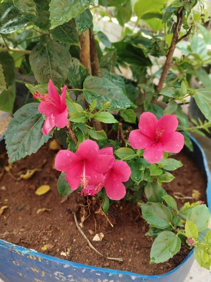 Mamashree28's tweet photo. https://t.co/rU4GWq9dmp