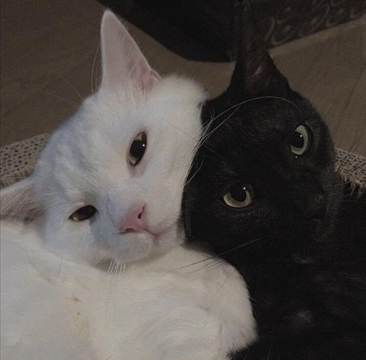 jjamaobangtan's tweet photo. [HÍBRIDO] 🐈 • 🐈‍⬛

uma mini #jikookau onde… https://t.co/AQLxatmJgc