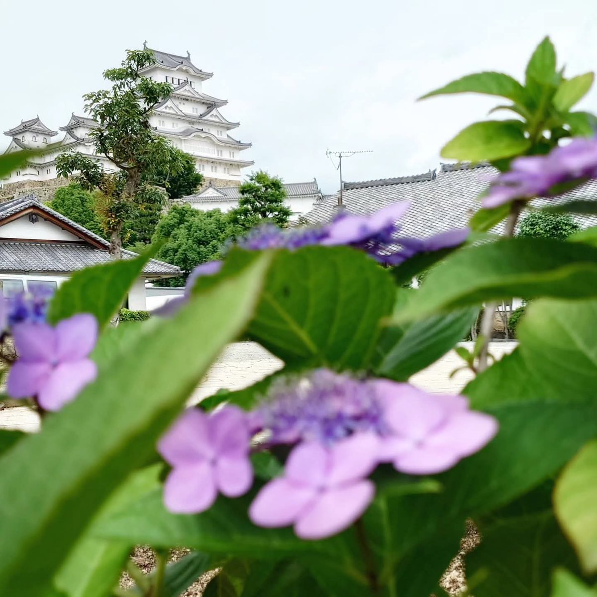 nadamatsuri's tweet photo. 紫陽花と姫路城
#紫陽花 #姫路城 #himejicastle #myhimeji https://t.co/2cc3CjWbJE