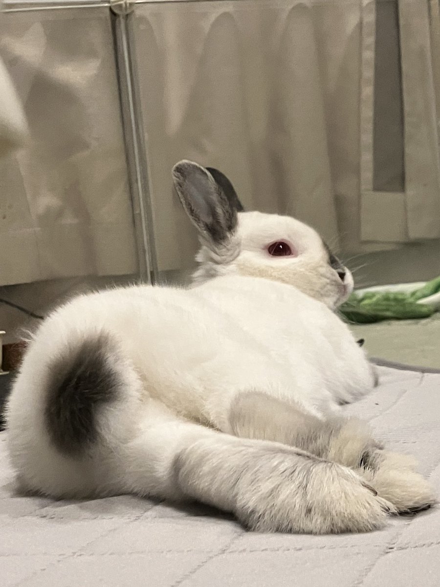 bubu1131000's tweet photo. https://t.co/jgUXWxvmTb