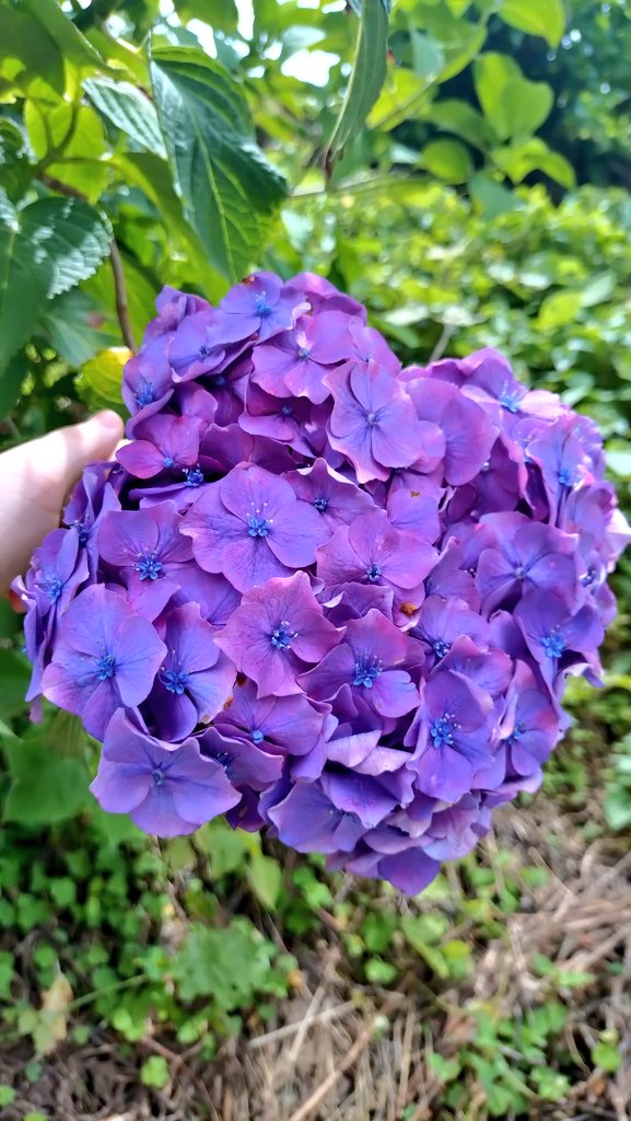 kearts's tweet photo. 昨日友達と紫陽花みにいってた https://t.co/muYF57I45l