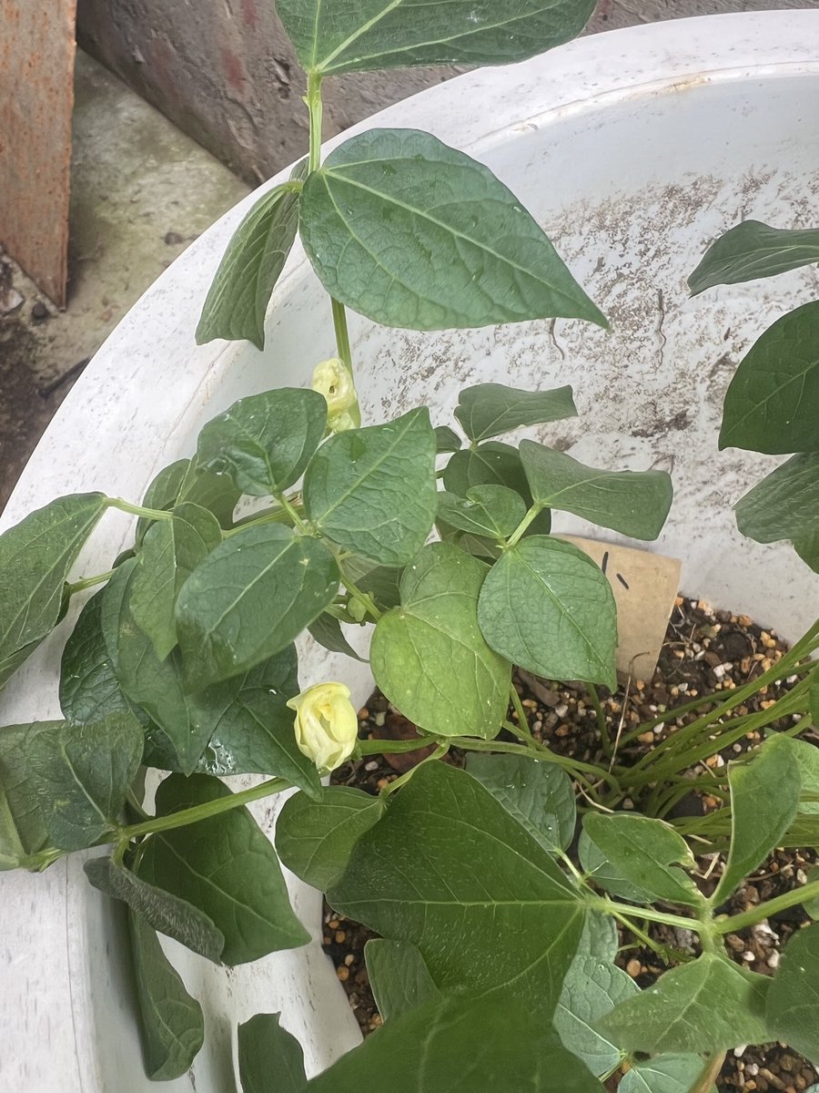 megamarth's tweet photo. 会社でこっそり育ててる小豆(隠してないけど)の花が咲きはじめました！
秋には収穫出来るかな。
会長曰く「1升くらいとれるんじゃない？」ってw https://t.co/XiFQXeiGFM