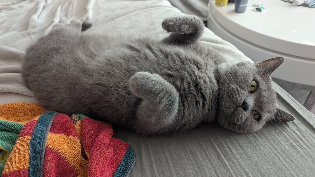 chris_heilinger's tweet photo. "Just rolled over onto my back and it’s already Monday again." 😹😺🐾🐈‍⬛

Have a wonderful start to the week X friends! ☕😊☕🐾🐈‍⬛
#Kiro #KiroTheCat #CatLife #cat https://t.co/GCfP5C1lCn