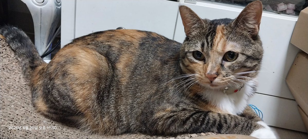 sansamicat's tweet photo. 삼색이들이 살이 잘 찌는 것 같아요
그레이삼색은 아니고 고등어삼색이지만 저희집 루도 뚠뚠이가 되버렸어요 https://t.co/JqK2uZqqLS