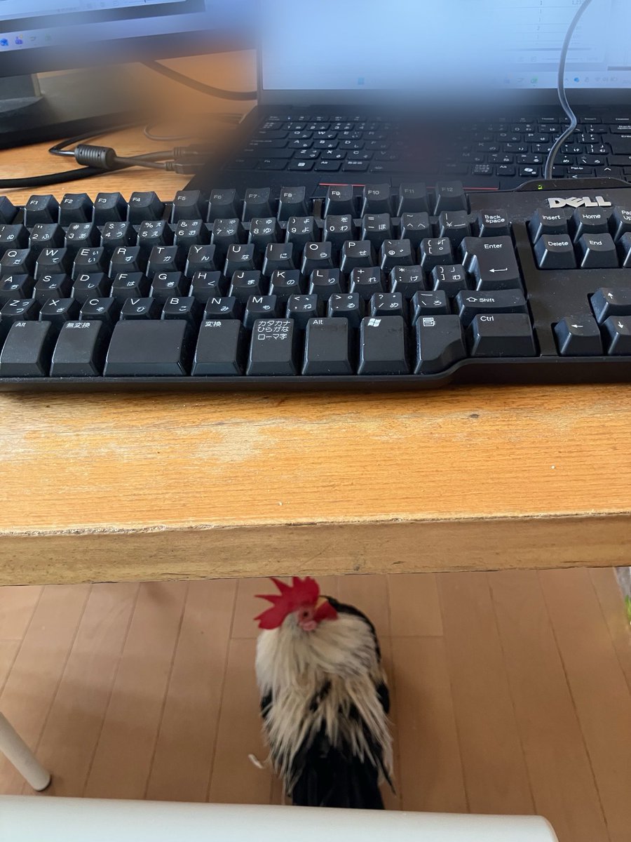idemariko's tweet photo. 先週今週は在宅勤務
コッコがずっとテーブルの下で見張っていて可愛い🐓 https://t.co/DM1EbV1DQD