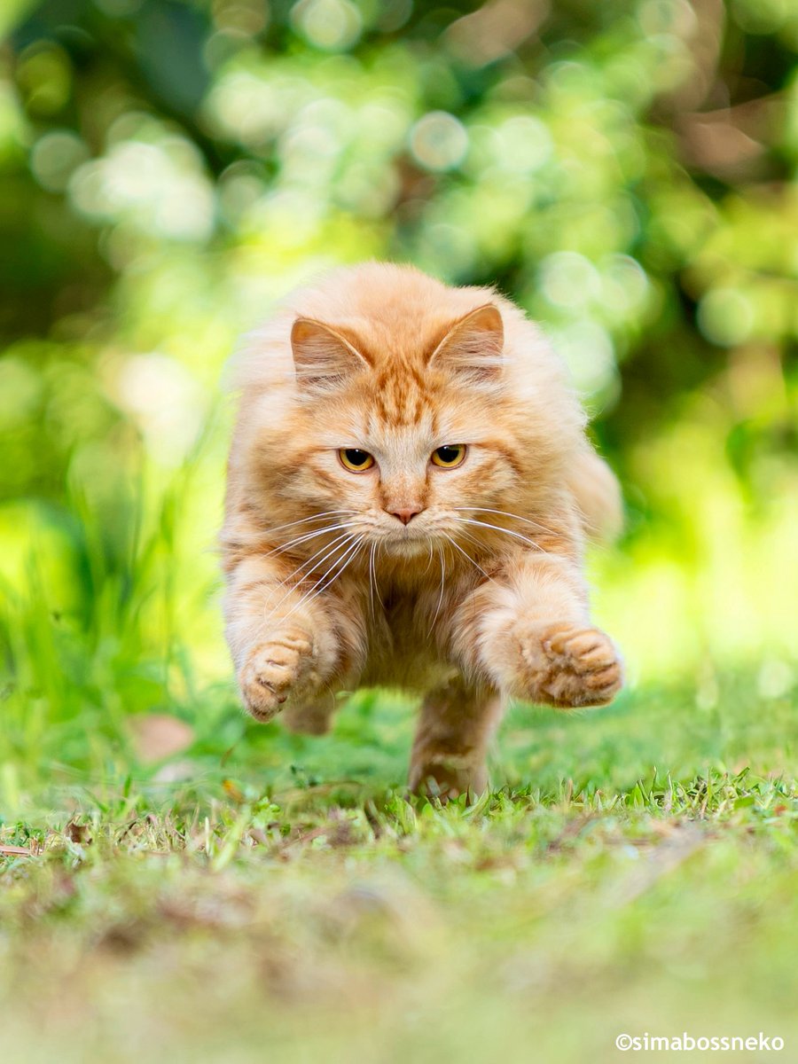 ねこライオン✨ A majestic cat like a lion 🦁 #猫 #cat