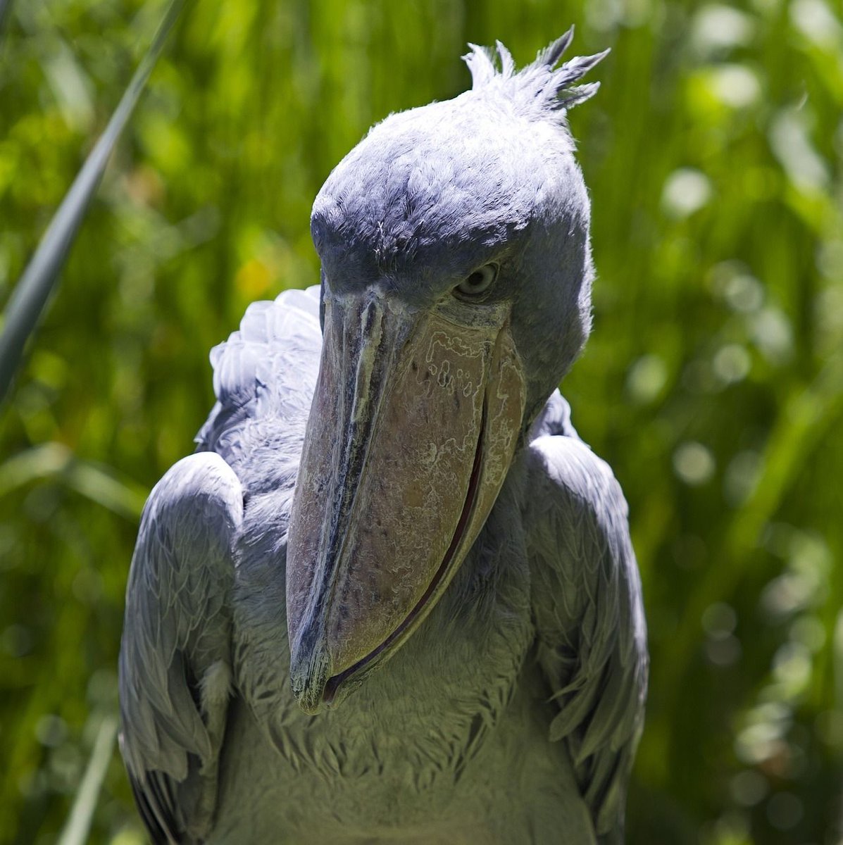 Murchisonug's tweet photo. Delta birding adventure! Spot rare shoebill stork: https://t.co/zcxb6dniQe  #murchisonfallsuganda #murchisonfallsinuganda #murchisonnationalpark #murchisonfallspark  #murchisonfallsnationalpark https://t.co/uJ82R2p6rO