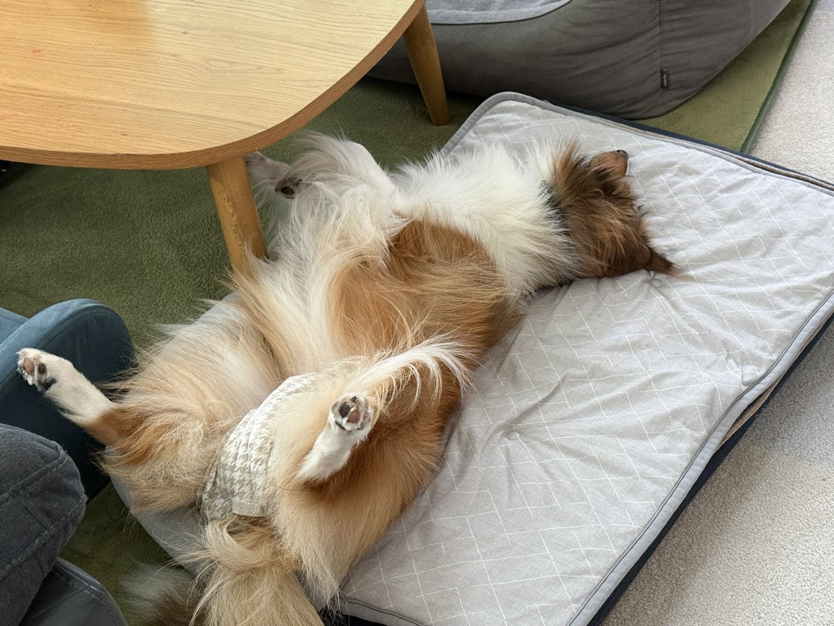 shelly33sheltie's tweet photo. 気持ち良さそうにお昼寝中😴💤

#シェルティ
#シェットランドシープドッグ
#犬好きな人と繋がりたい https://t.co/MrCjeBePTA