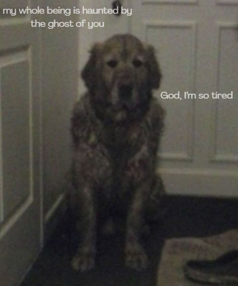 DoggyPosting's tweet photo. when will it end https://t.co/4DzCeaRzBg