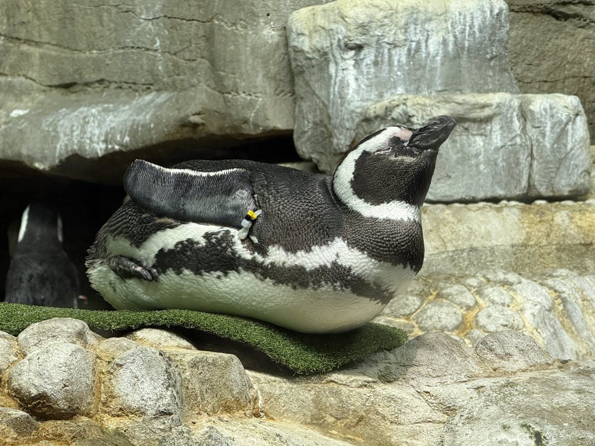 OneToadPhoto's tweet photo. @shedd_aquarium always a good time. https://t.co/8OA5LpjE1X