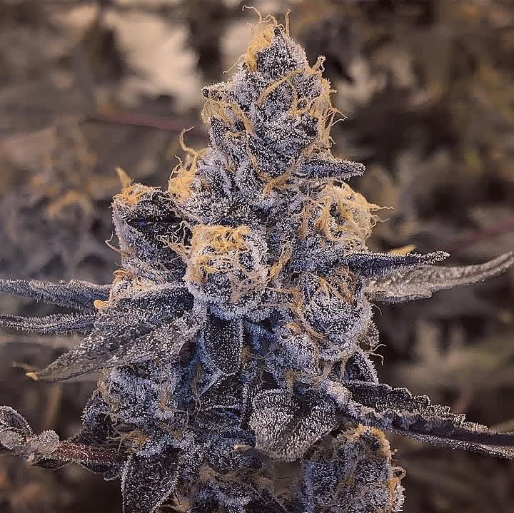 SKTreasureSeeds's tweet photo. Dosi doin what she do #dosidos https://t.co/TCMVUE6bsv