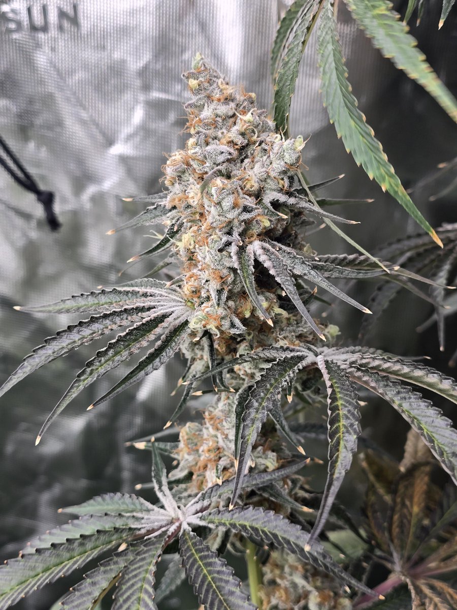 SPACEBLUNT17's tweet photo. Nut buster from exotic genetics https://t.co/HlW9t2xDk0