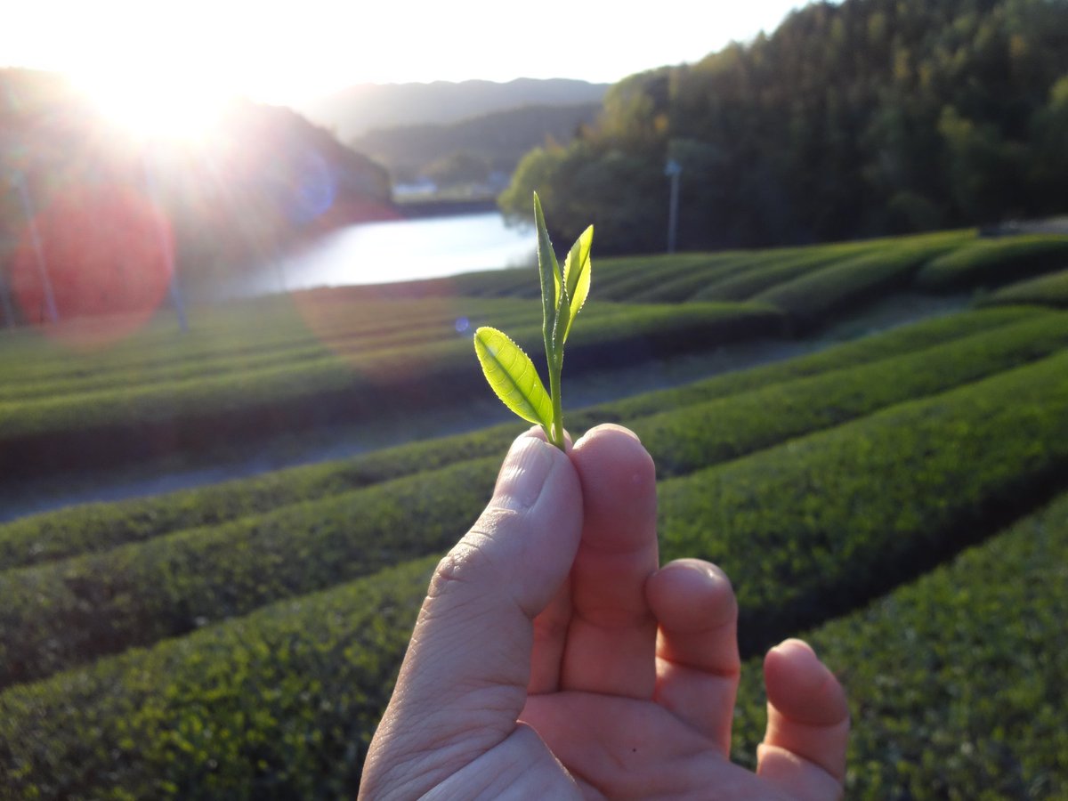 MORIIFARM's tweet photo. #7月出店予定 ①

🌱7/4（土）梅小路公園手づくり市《京都市梅小路公園》

🌱7/5（土）平安楽市《京都市岡崎公園》

🌱7/10（金）ハンドメイドマーケットTWIN21《大阪市中央区TWIN21》 https://t.co/eXWSUqwnyb