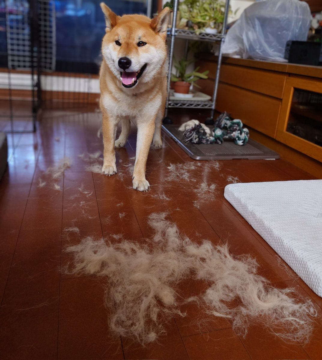 acs2f18's tweet photo. 撫で回したら掛け布団でも引き裂いたんか？って惨状になった犬
＃柴犬 https://t.co/Cg7P8X84vZ