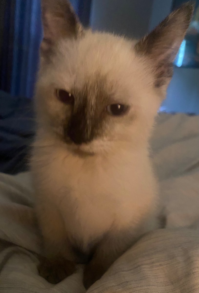 BUTTLERTRON's tweet photo. Kitty is here https://t.co/0pBxkaBWfG