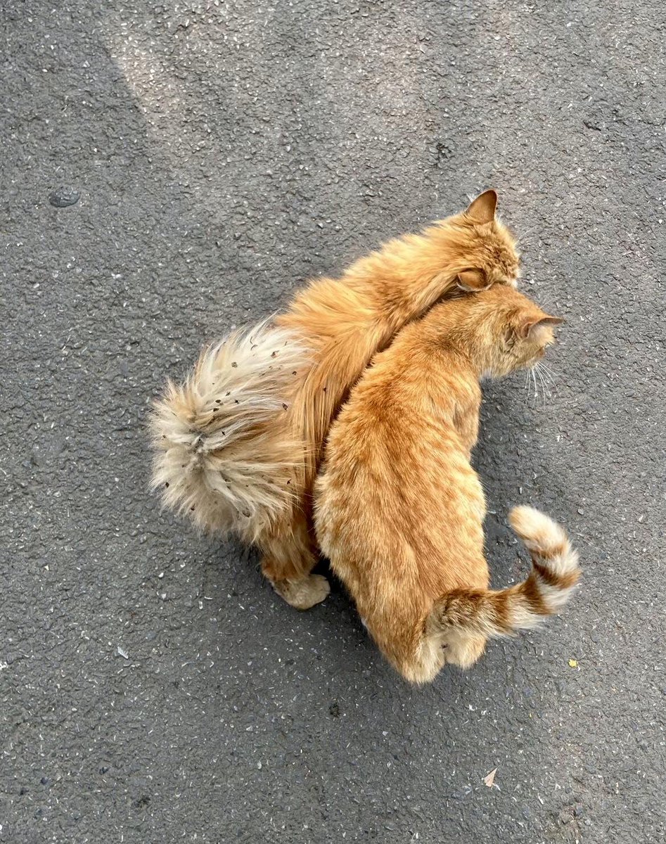 Isabellqqc's tweet photo. 🐱 https://t.co/7zVbHimkuv