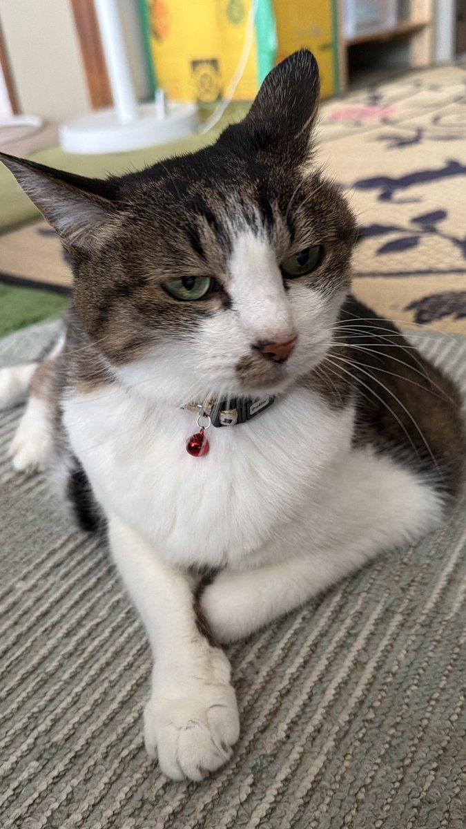 takeshi_sensei's tweet photo. どっしり白い🤍お胸モフモフ🥰
尻尾パタパタフリフリ🎵です😻🥰🤗
#猫がいる幸せ #猫 #ハチワレ #猫好きさんと繋がりたい #白キジトラ #猫がいる暮らし #保護猫 https://t.co/ia4IJzTjda