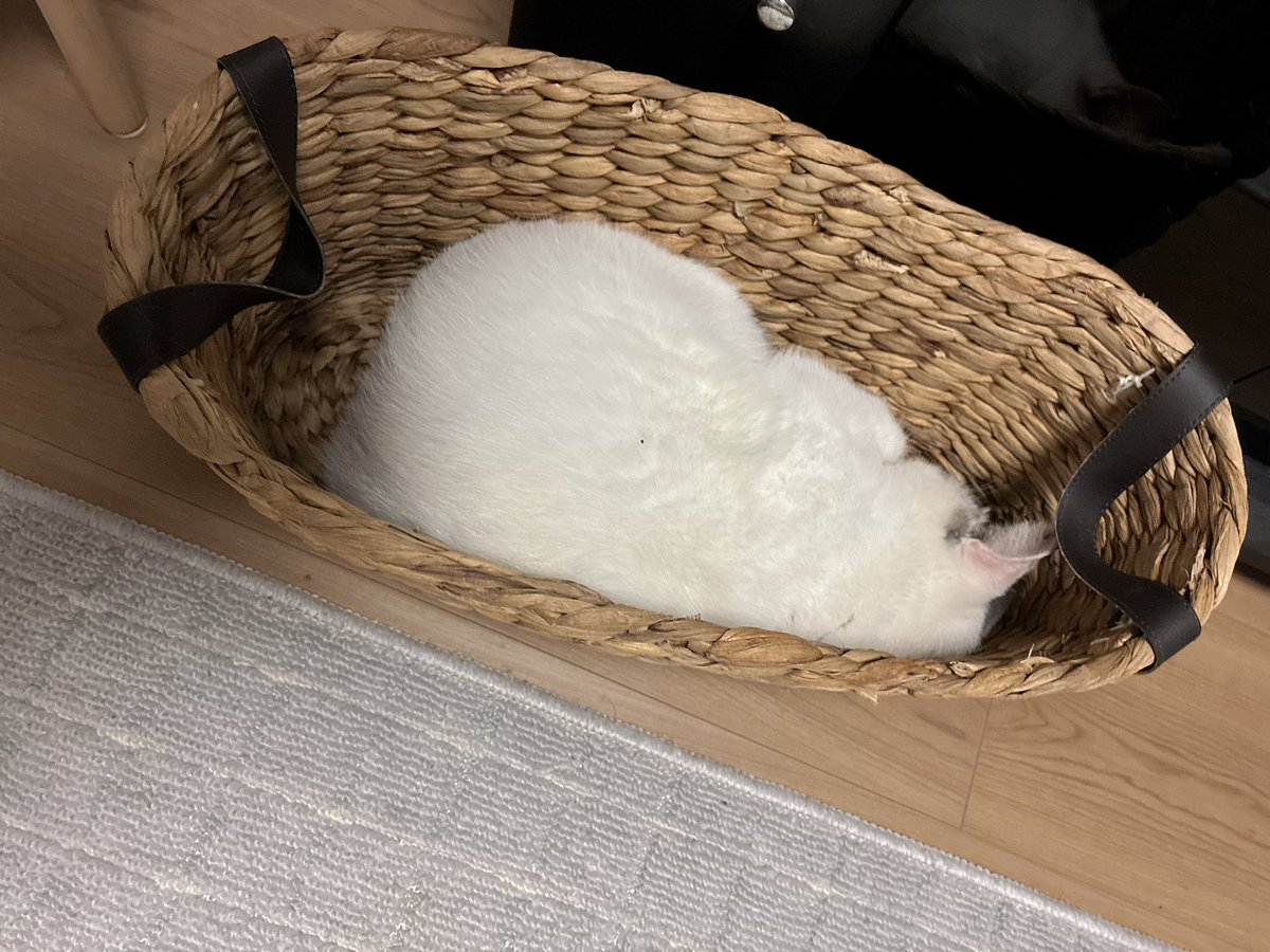 ao24emi's tweet photo. 最近のお気に入りはこの細長いカゴ🧺ﾐﾁｯ
狭くない😂？ https://t.co/sZCdPc6SbR