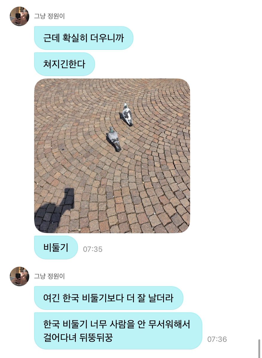 heesilver's tweet photo. basically jungwon weverse dm summary:

🐈 our stylist got bitten by a mosquito 😢 not me i’m safe tho 😂✌️

🐈 why do the pigeons here fly faster 🤔 the ones in korea are slow as hell 🤦‍♂️ https://t.co/P2InwGejny