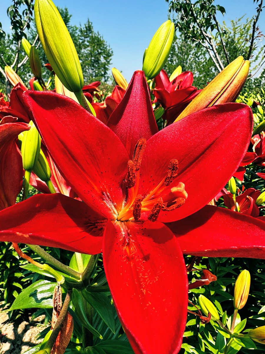 david_andrew123's tweet photo. These bright lilies bloom in neat rows 🌷
It’s such a lovely joy to seek out small natural beauties through every season, even capturing a single bloom fills the heart with warmth.

#SeasonalFlora #LittleBeauty https://t.co/EFte6Eq1sI