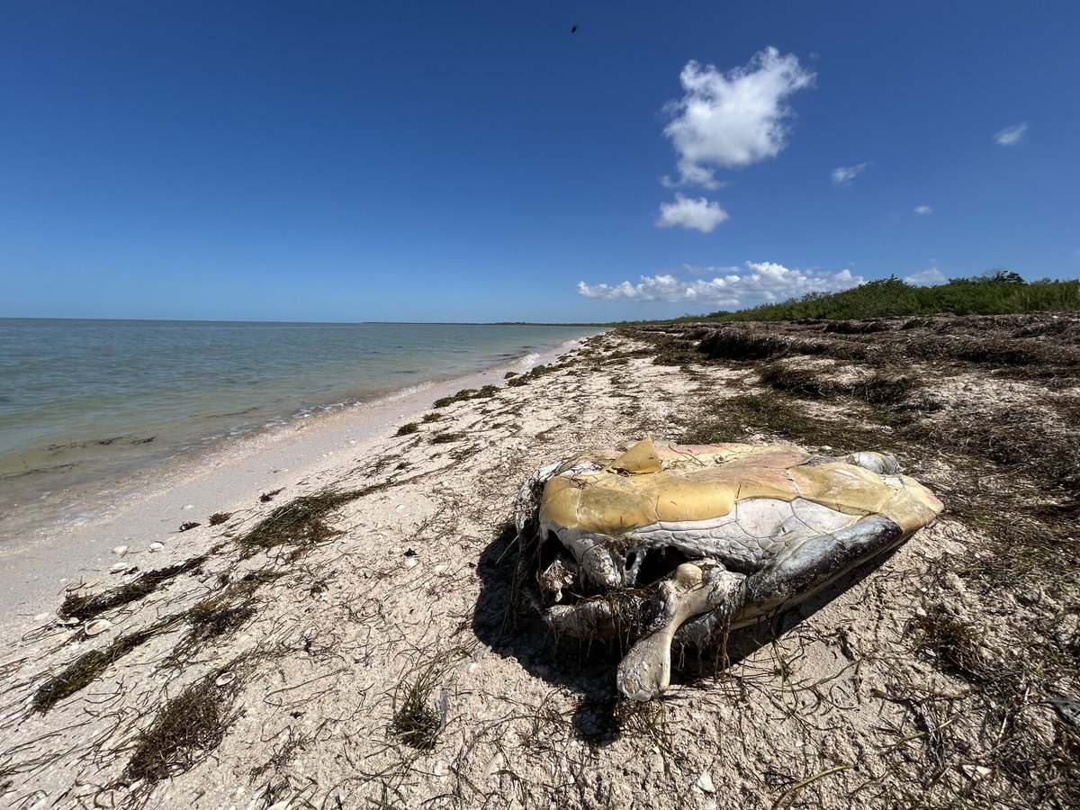 cgcmia's tweet photo. departed loggerhead. cape sable.@EvergladesNPS https://t.co/hwAJtpizmJ