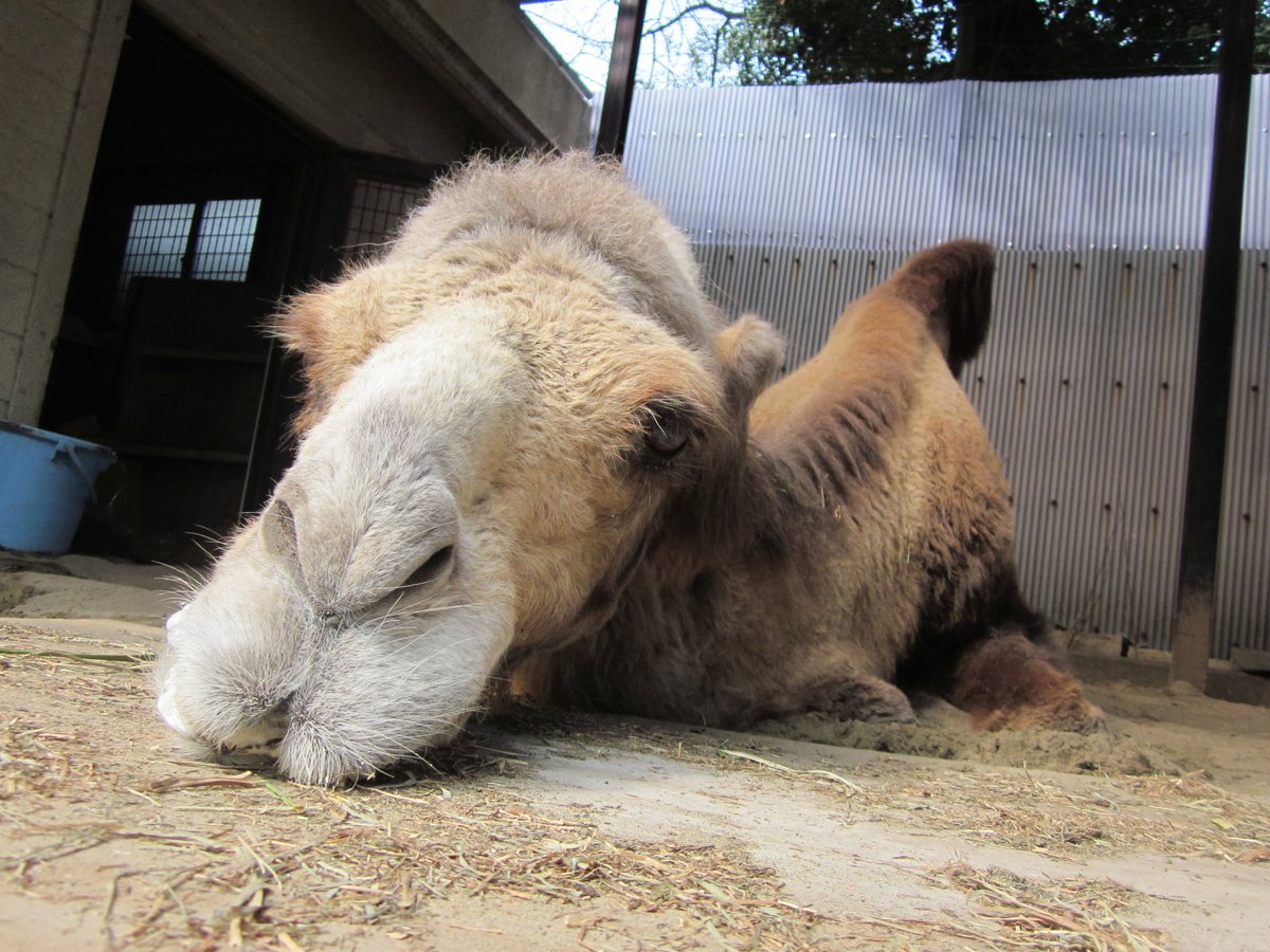 nogeyamazoo401's tweet photo. 毎年6月22日は #世界ラクダの日(#WorldCamelDay)🐫
#野毛山動物園 のラクダといえば…… #フタコブラクダ の #ツガルさん！
世界最高齢記録を残し、たくさんの人に愛されたラクダでした。皆さんもツガルさんの写真を #みんなの野毛山アルバム で投稿してください！
#FirstZOO #桜木町 https://t.co/lULz7sgSw2