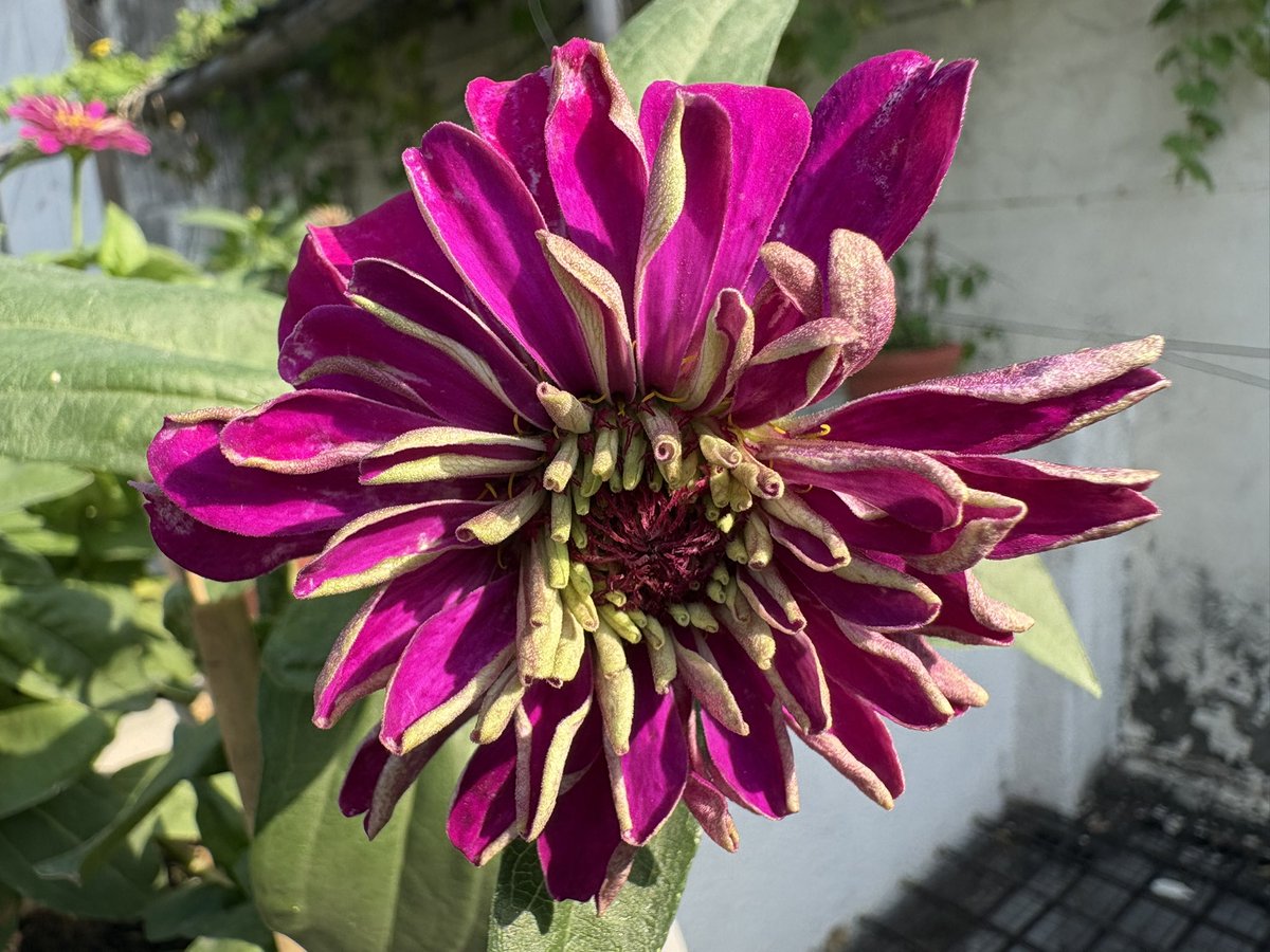 Lavendermist15's tweet photo. Morning friends, second round of #zinnia 🌸💜

#magentamonday @christinedemar https://t.co/yeTvn1Gqo9