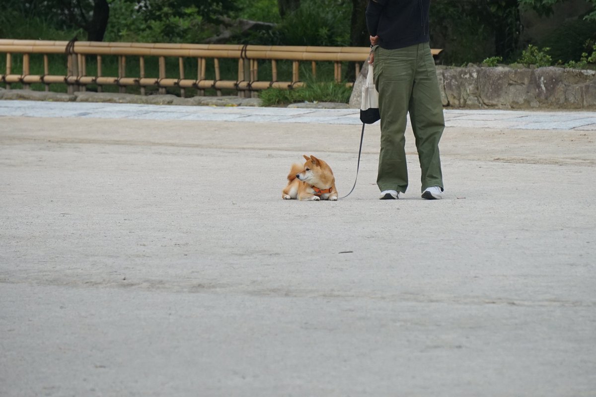 evoyellow51's tweet photo. ご主人さんが「帰ろう」って言っても
そっぽ向いて微動だにしない柴犬 https://t.co/ks9GLSAJtT